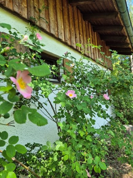 Blühende Wildrosen an der Hauswand